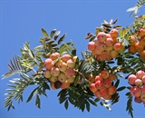 Šermukšnis arba Sorbus Domestica